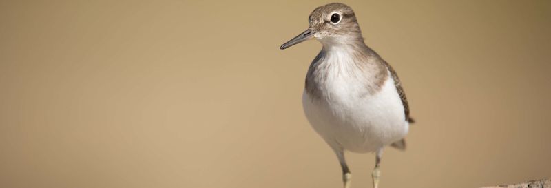 Billet Observation d'oiseaux dans la Sierra de Aracena