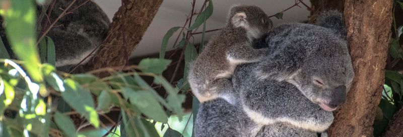 Billet Balade en bateau + sanctuaire de koalas
