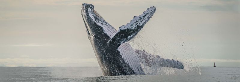 Billet Balade en bateau avec observation de baleines