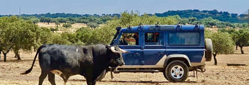 Billet Visite d'un élevage de taureaux en 4x4 dans les Llanos d'Olivenza