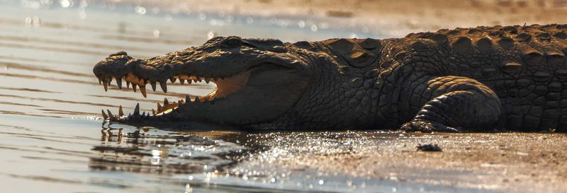 Billet Safari dans la vallée de Chambal