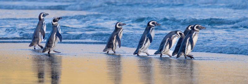 Billet Excursion à Puerto Almanza + Observation des manchots sur l'île Martillo
