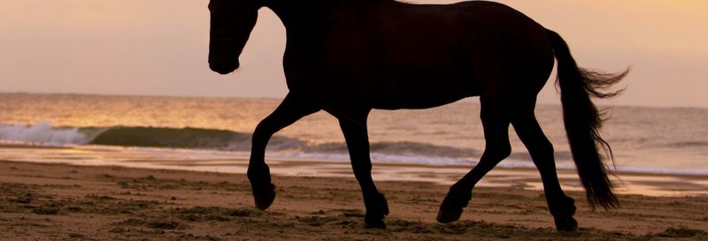 Billet Balade à cheval sur la plage au coucher du soleil + Dîner