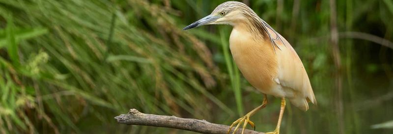 Billet Observation des oiseaux à Badajoz