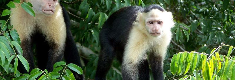 Billet Balade en bateau sur le lac Gatun et à l'île aux singes