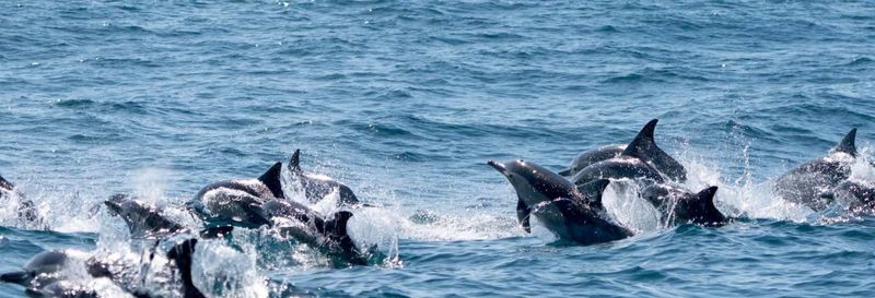 Billet Observation de dauphins dans le parc marin de Cape Byron