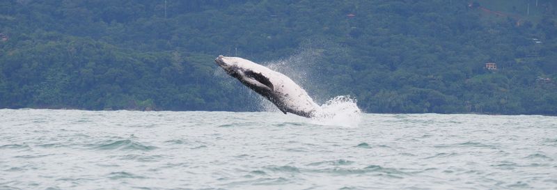 Billet Observation de baleines et de dauphins dans le parc national Marino Ballena