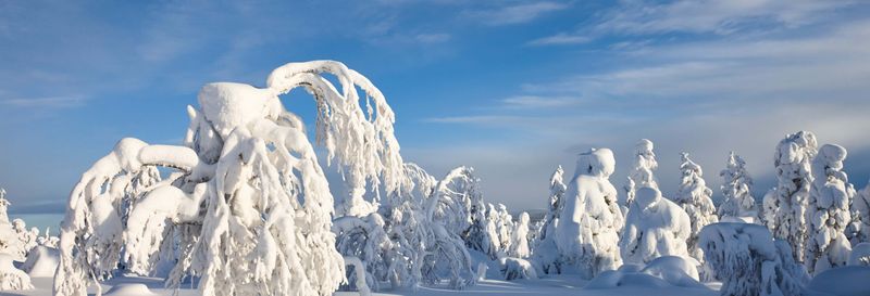 Billet Cours de survie dans le Parc National de Pyhä-Luosto