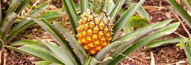 Billet Visite d'une plantation d'ananas avec dégustation de vins