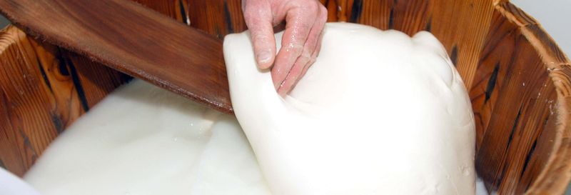 Billet Visite d'une fabrique de mozzarella