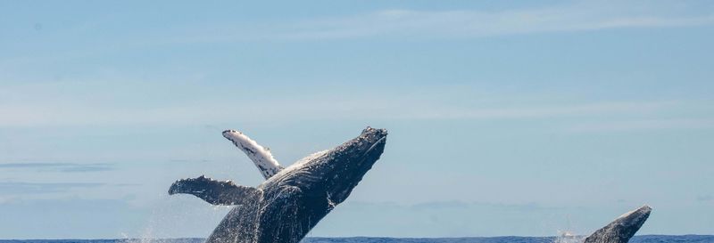 Billet Observation de baleines à Manta