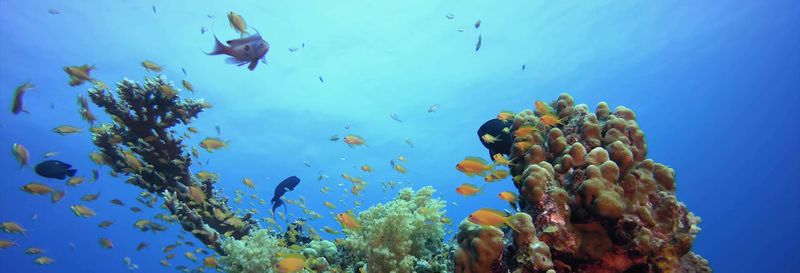 Billet Excursion en bateau à Tabarca + Snorkeling