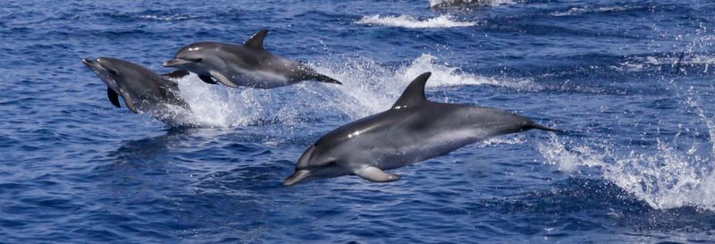 Billet Observation de dauphins