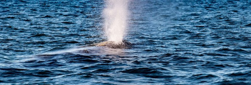 Billet Observation de baleines dans la baie de Magdalena