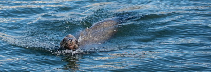 Billet Paddle surf avec des otaries à Marina del Rey