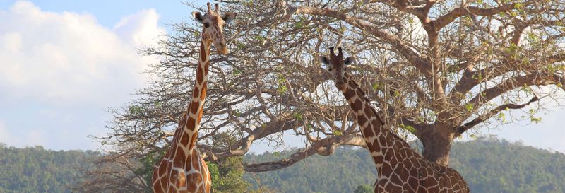 Billet Calauit Safari Park + Visite de Coron