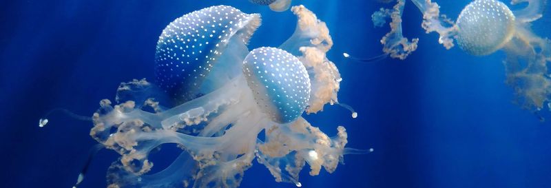 Billet Billet pour l'aquarium de Gênes + Balade en bateau