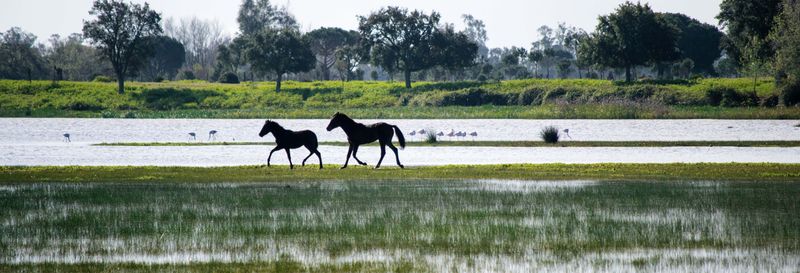 Billet Visite guidée du Parc National de Doñana