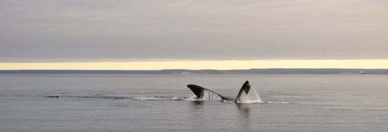 Billet Observation de baleines à El Doradillo