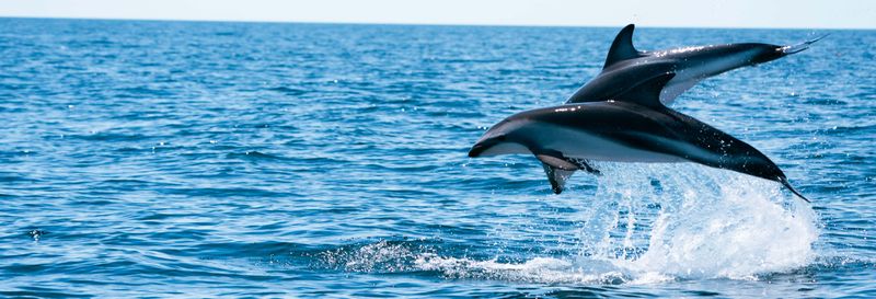 Billet Observation des dauphins dans le golfe Nuevo