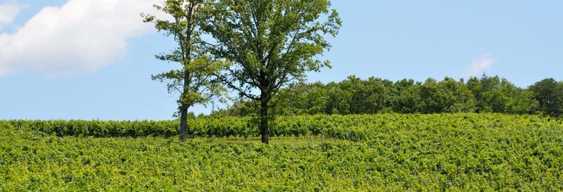 Billet Route des vins au nord de la Géorgie
