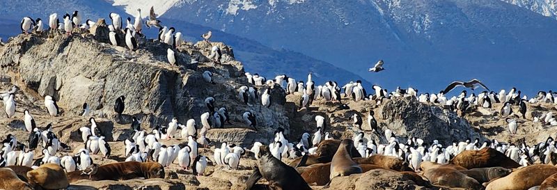 Billet Excursion à la Colonie de manchots de l'île Martillo en bateau sur le canal Beagle
