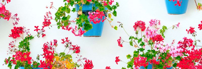 Billet Free tour dans Mijas