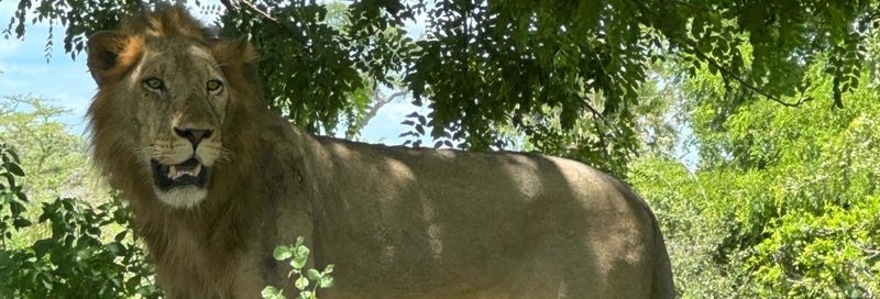 Billet Safari dans le parc national de Nyerere + Vols aller-retour