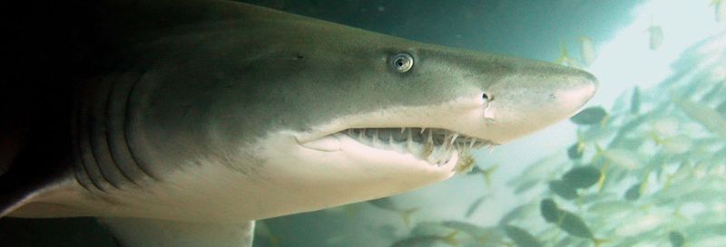 Billet Plongée avec des requins à Bushrangers Bay