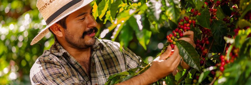 Billet Visite d'une plantation de café avec spa