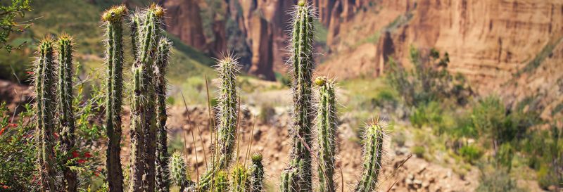 Billet Excursion à Valle de las Ánimas et au Canyon Palca