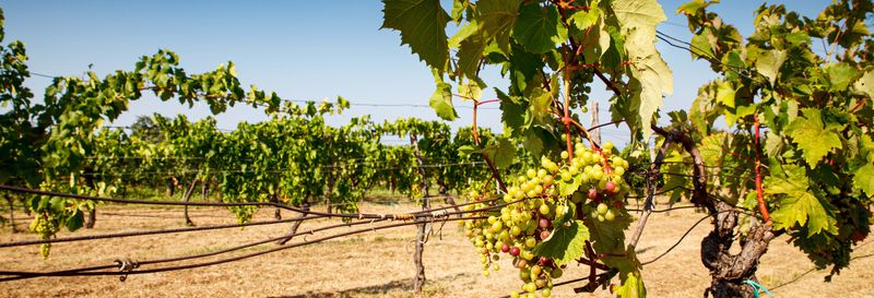 Billet Dégustation de vins à Trieste