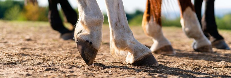 Billet Balade à cheval dans la Sierra de Grazalema