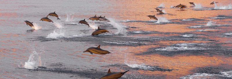 Billet Observation de dauphins à Huraa