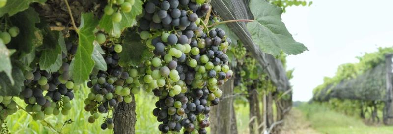 Billet Visite du domaine de Colonia Caroya + Dégustation de vins