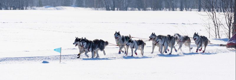 Billet Balade en traîneau tiré par des chiens à Grandvalira