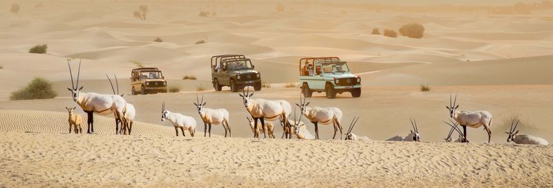 Billet Safari dans le désert à l'oasis Al Marmoom à bord d'un 4x4 vintage