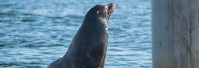 Billet Kayak avec des otaries à Marina del Rey