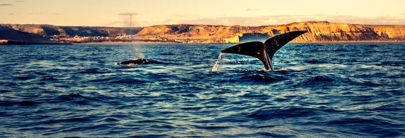 Billet Observation de baleines dans le golfe Nuevo