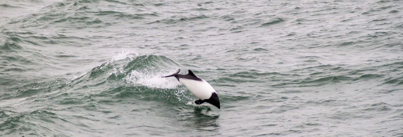 Billet Observation de dauphins dans le détroit de Magellan