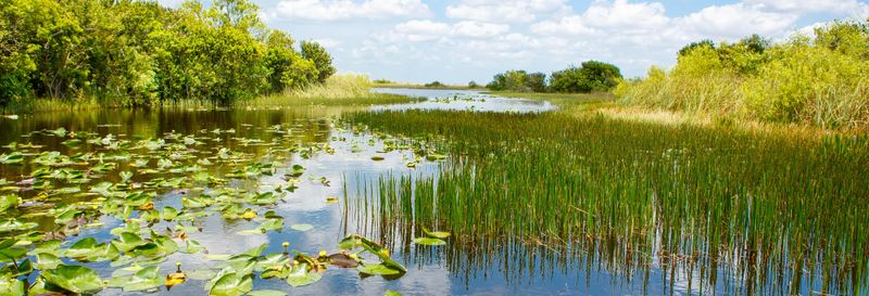 Billet Offre : Everglades + Bus touristique Big Bus + Maisons des célébrités