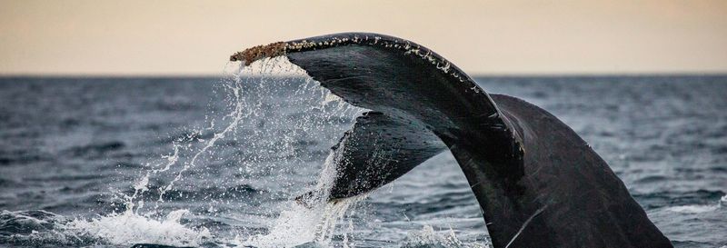 Billet Observation de baleines dans la baie du Géographe