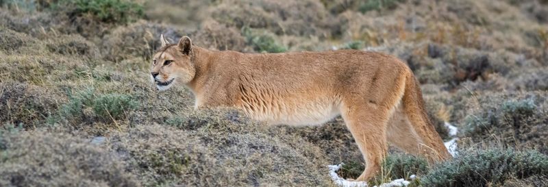 Billet Excursion au Parc Safari de Rancagua