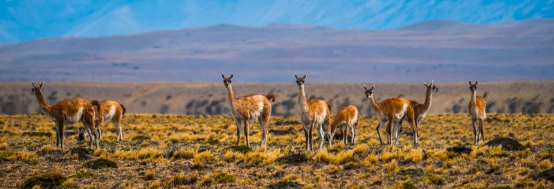 Billet Safari à El Calafate