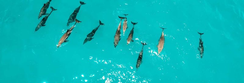 Billet Nage avec les dauphins à Zanzibar