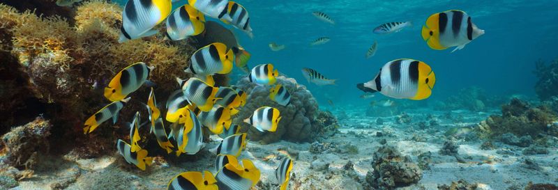 Billet Balade en bateau à fond de verre