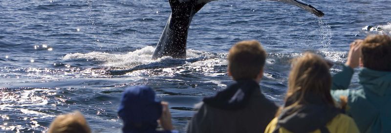 Billet Balade en bateau avec observation de cétacés
