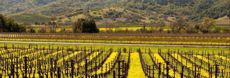 Billet Visite à la découverte du vin à Napa et Sonoma Valley