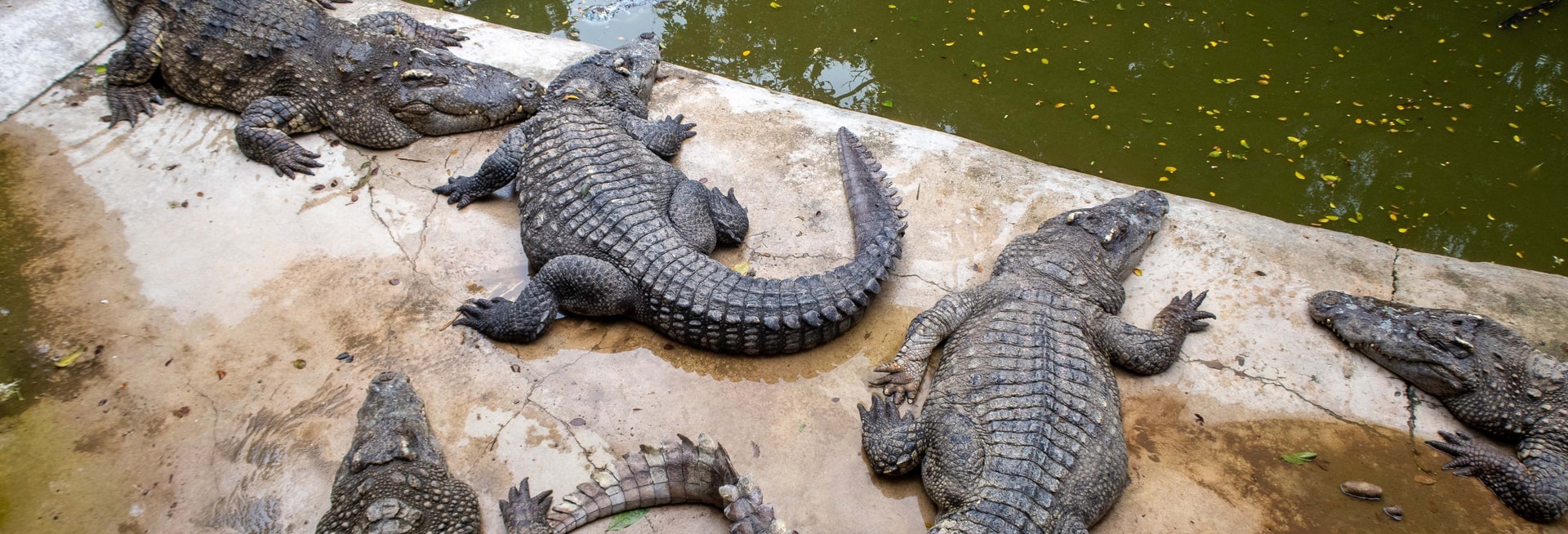 Billet Excursion au Crocoparc