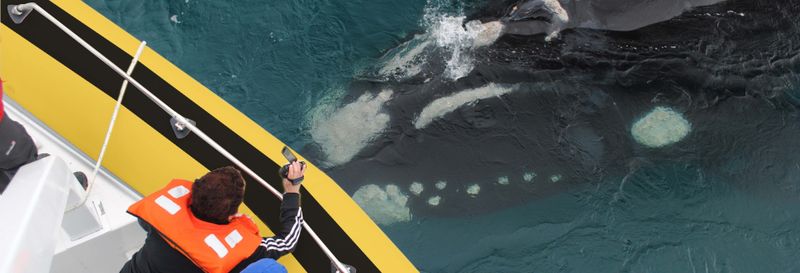 Billet Observation des baleines à Puerto Pirámides